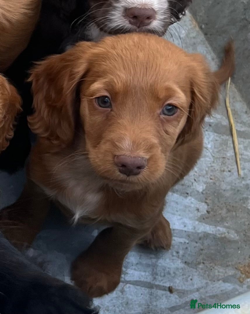 Cocker Spaniel dogs Beautiful KC reg working Cocker Spaniel puppies - Advert 3