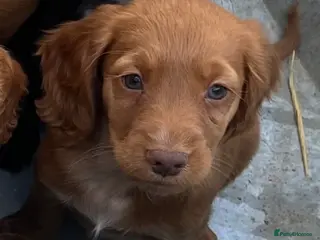 Cocker Spaniel dogs Beautiful KC reg working Cocker Spaniel puppies - Advert 2