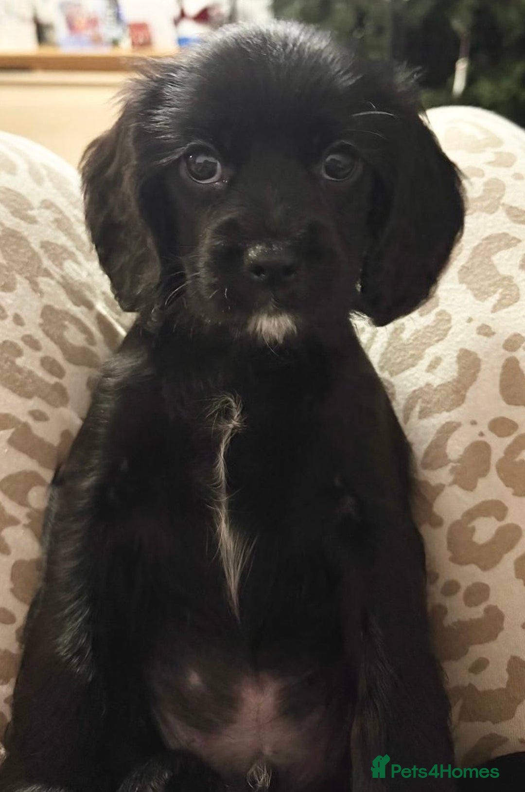 Cockalier dogs for sale: Ready to go 2 Male Cockalier Spaniels  - Advert 1