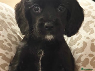 Cockalier dogs Ready to go 2 Male Cockalier Spaniels - Advert 1