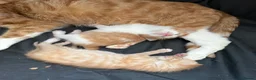 Domestic Shorthair cats for sale: Stunning kittens  - Advert 8