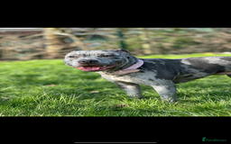 Staffordshire Bull Terrier dogs for sale: Blue and Merle girl Staffordshire Bull Terrier - Image 14