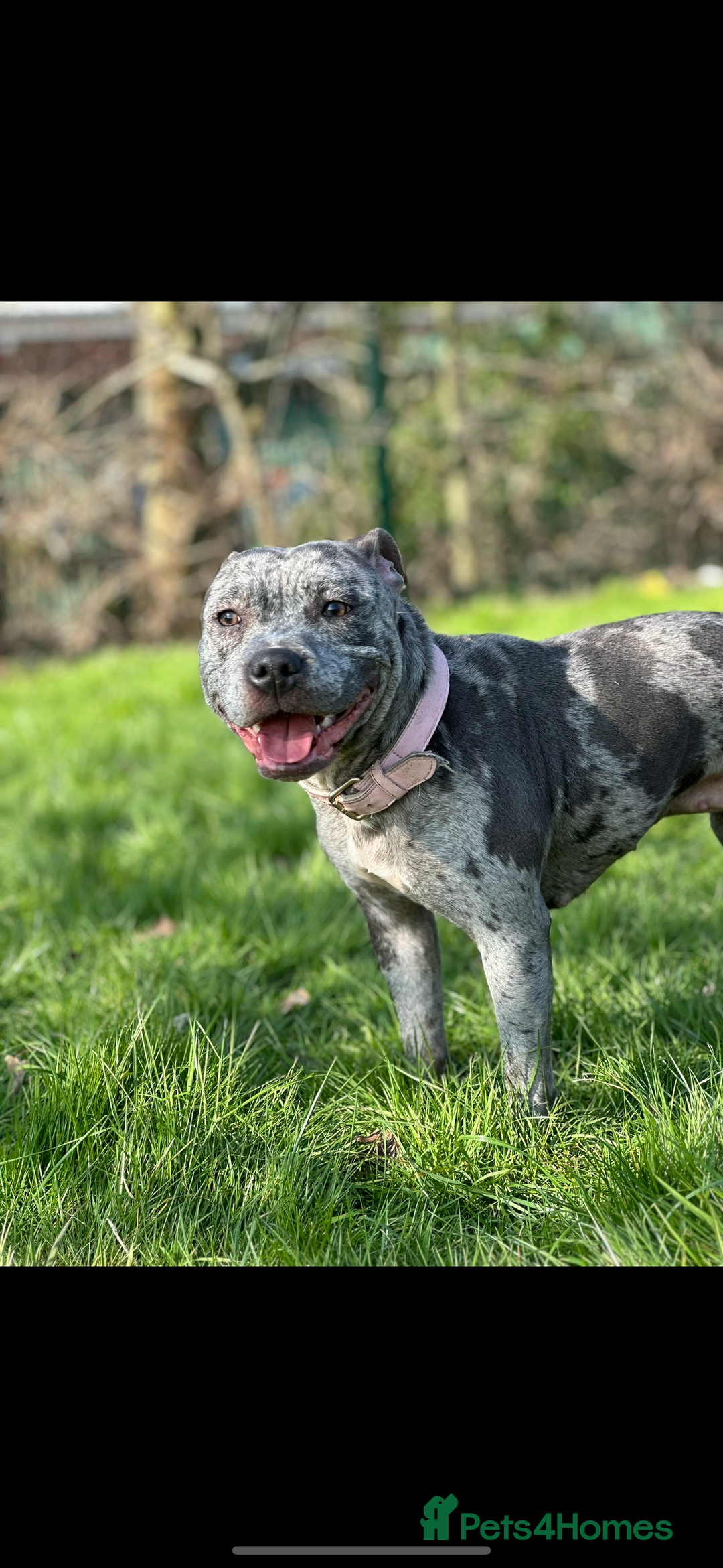 Staffordshire Bull Terrier dogs for sale: Blue and Merle girl Staffordshire Bull Terrier - Image 14