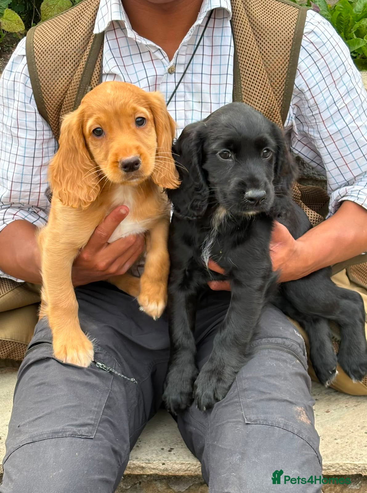 Cocker Spaniel dogs BEAUTIFUL MIXED COLOUR LITTER,HEALTHTESTED PARENTS - Advert 6