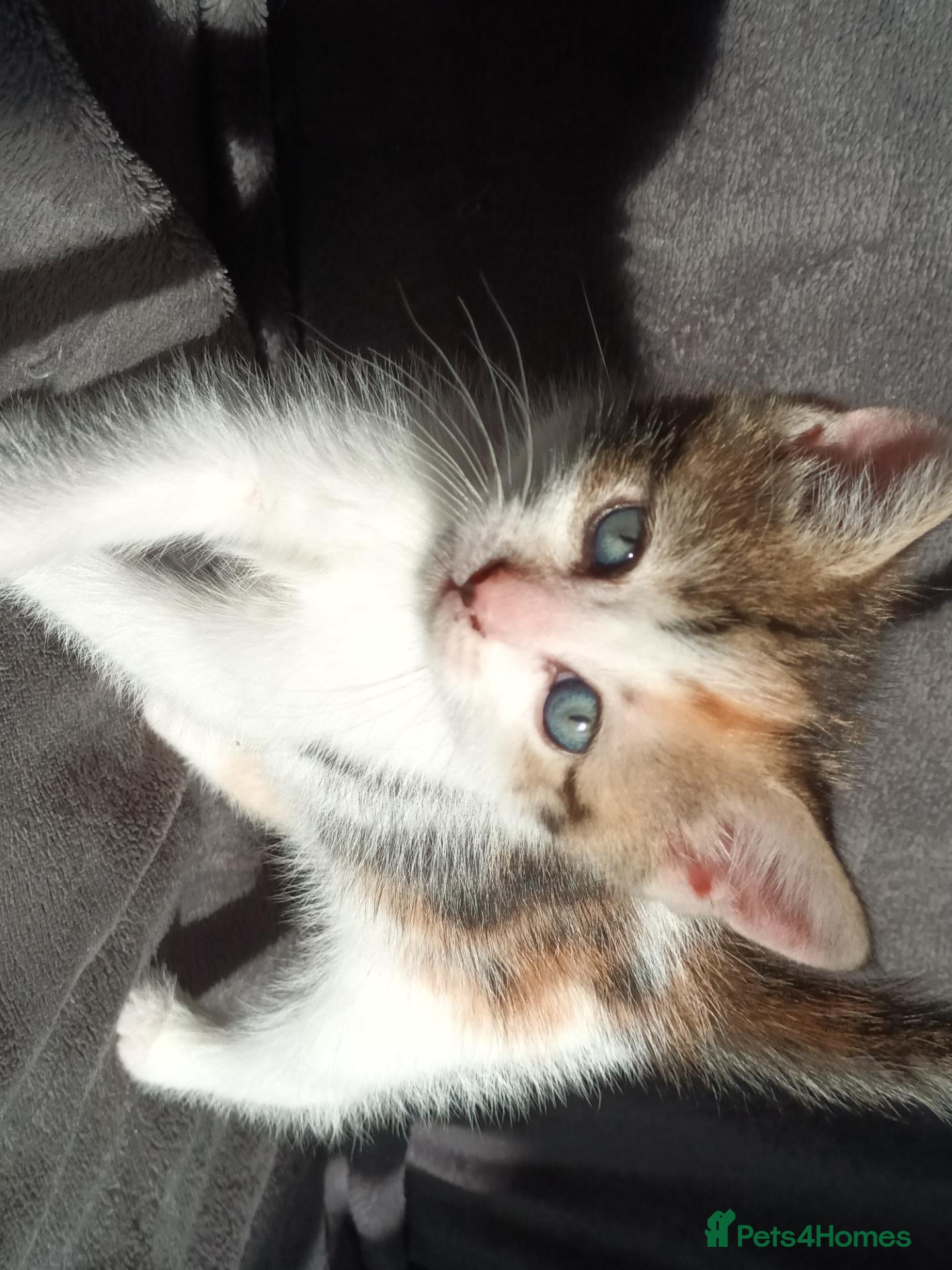 British Shorthair cats 1 stunning kitten left!  - Advert 9