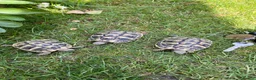 Tortoise reptiles for sale: **LAST FEW**Stunning baby Hermann Tortoises CB/UK - Advert 17