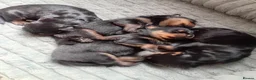 Rottweiler dogs for sale: Rottweiler puppies  - Advert 6