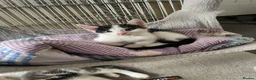 Mixed Breed cats for sale: Beautiful kittens looking for loving homes - Advert 5