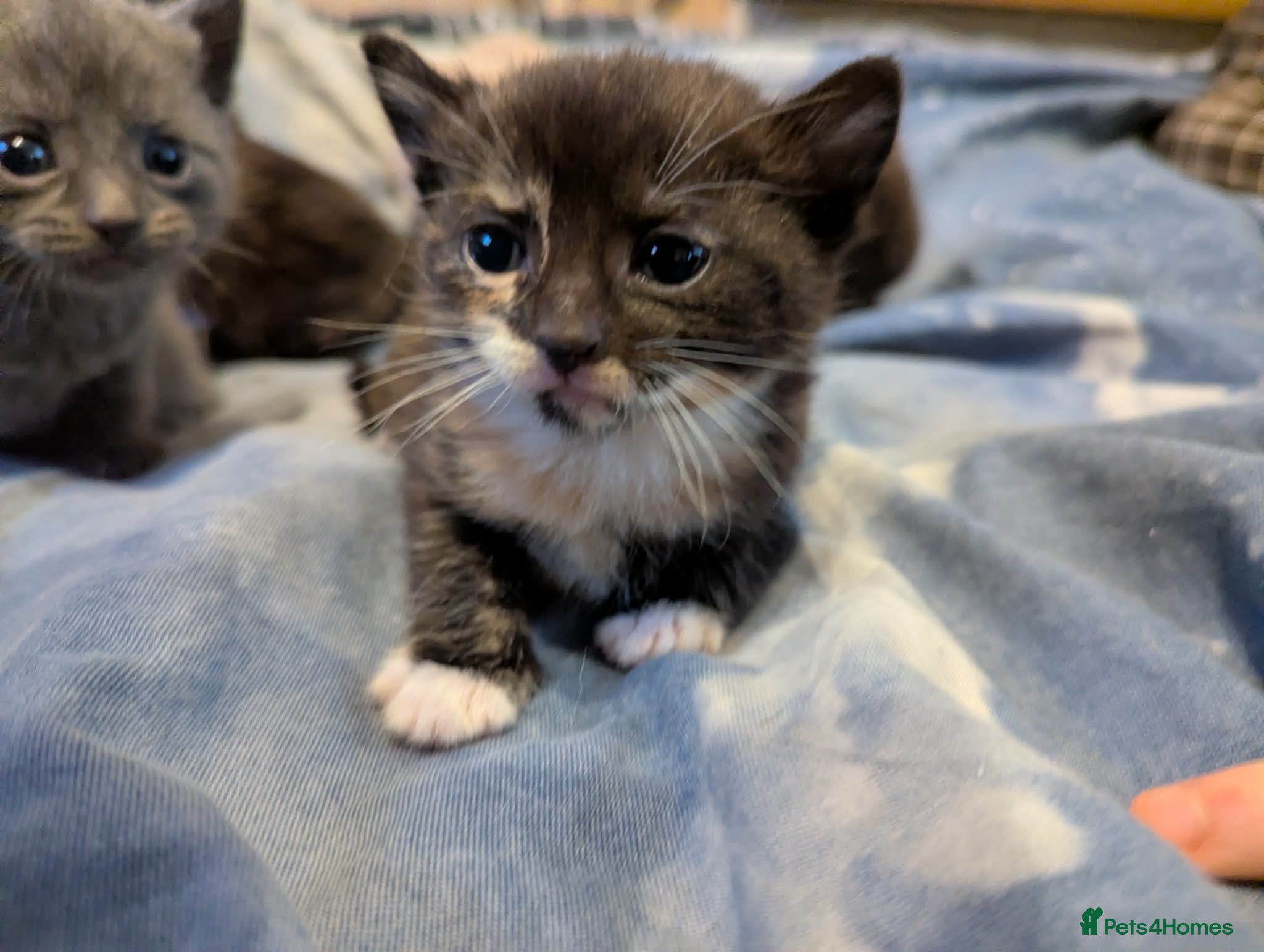 Mixed Breed cats Beautiful kittens for sale. - Advert 1