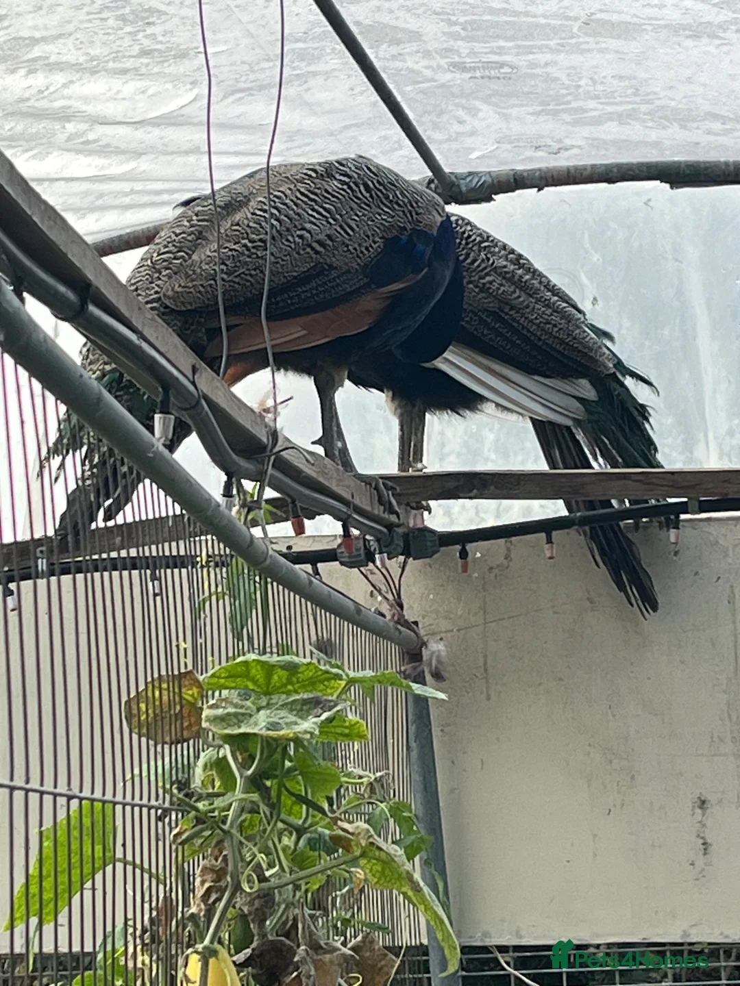 Peafowl poultry for sale: Two male peacocks available - Advert 8