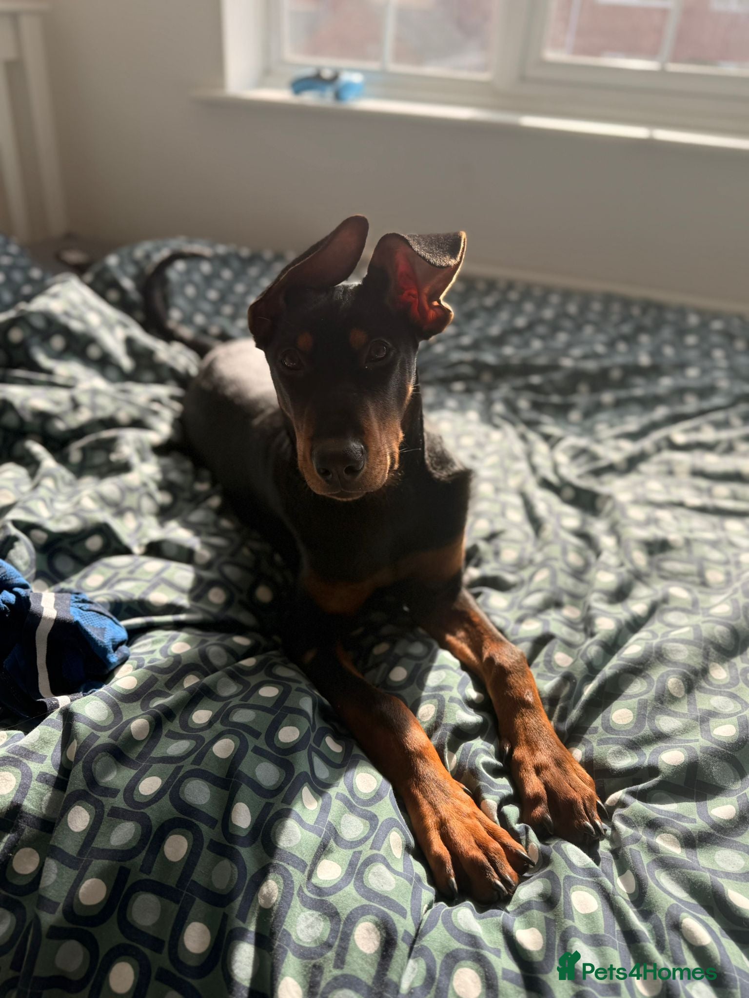 Mixed Breed dogs 1 boy available🐕🐾Kelpie x Chinese Red Dog - Advert 1