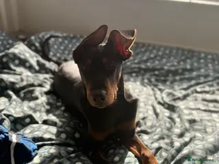 Mixed Breed dogs 1 boy available🐕🐾Kelpie x Chinese Red Dog - Advert 1