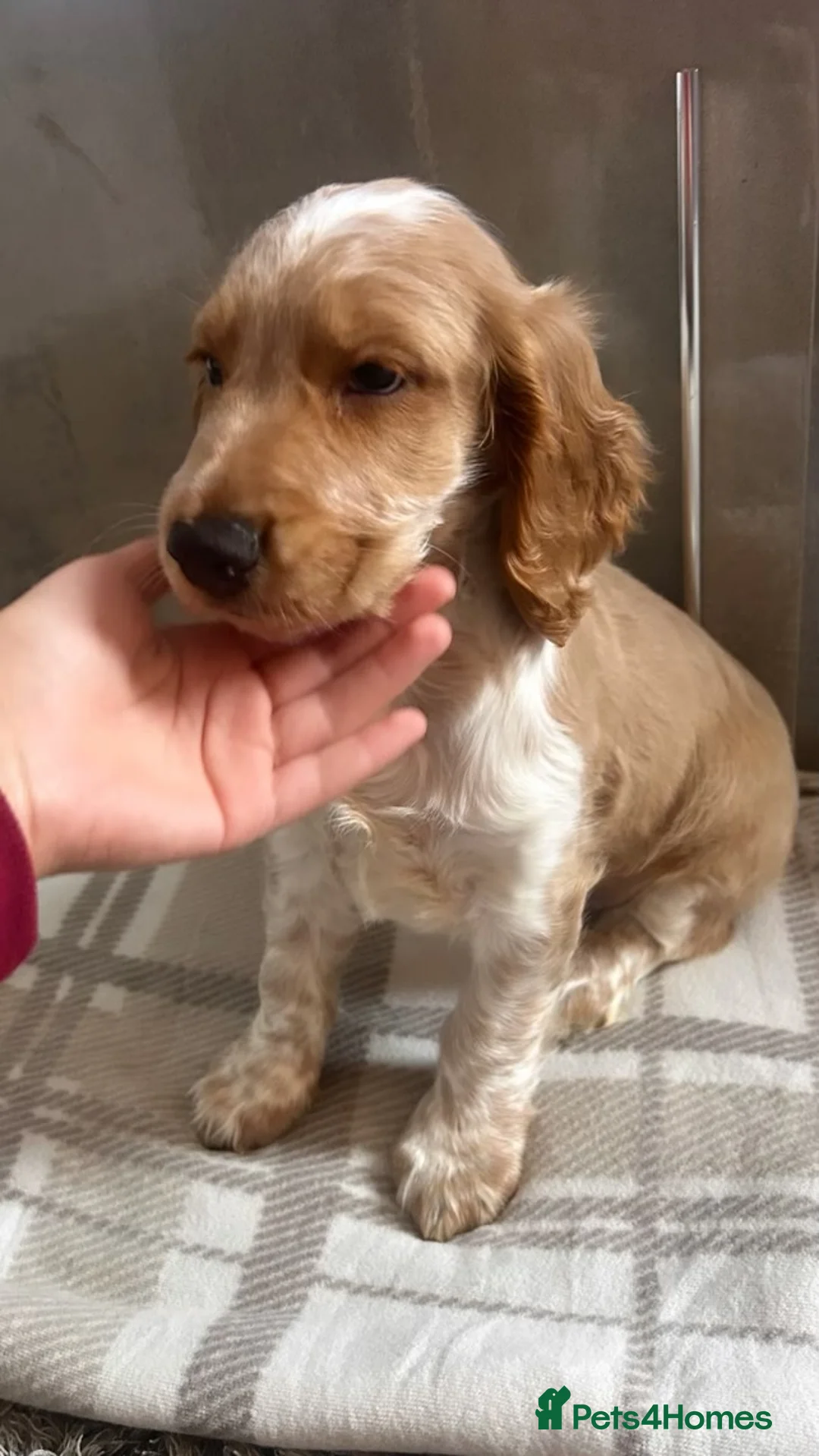 Cocker Spaniel dogs for sale: Male Cocker Spaniel - Advert 4