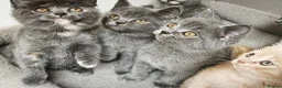 British Shorthair cats for sale: Stunning Rare Colours British Shorthair Kittens - Advert 9