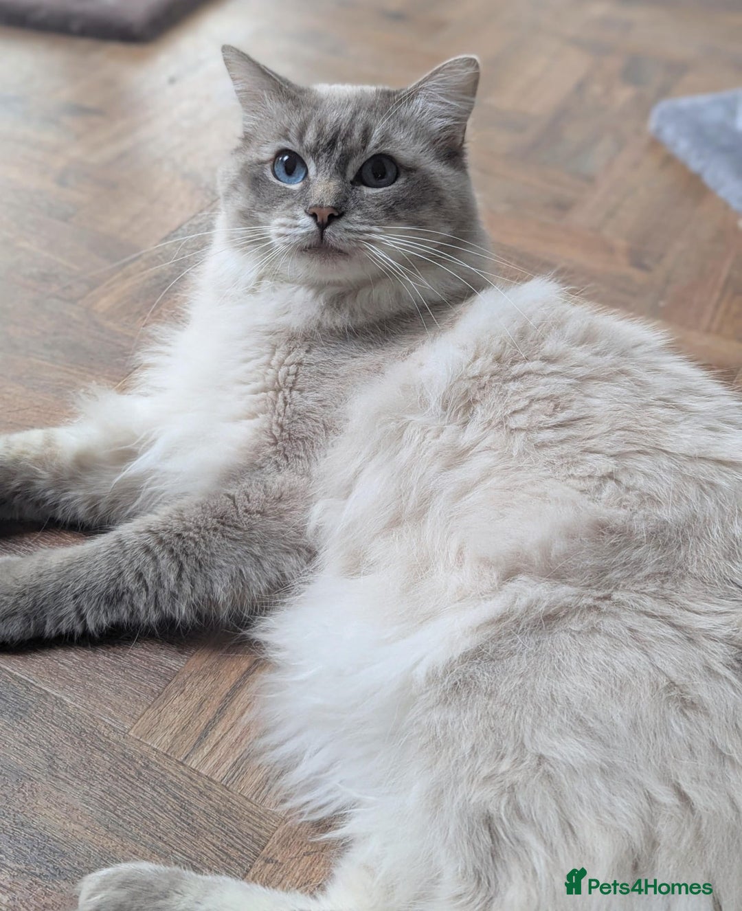 Ragdoll cats for stud: Ragdoll Stud  in Manchester - Image 2