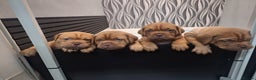 Dogue De Bordeaux dogs for sale: READY TO LEAVE! Stunning Dogue De Bordeaux Puppies - Advert 15