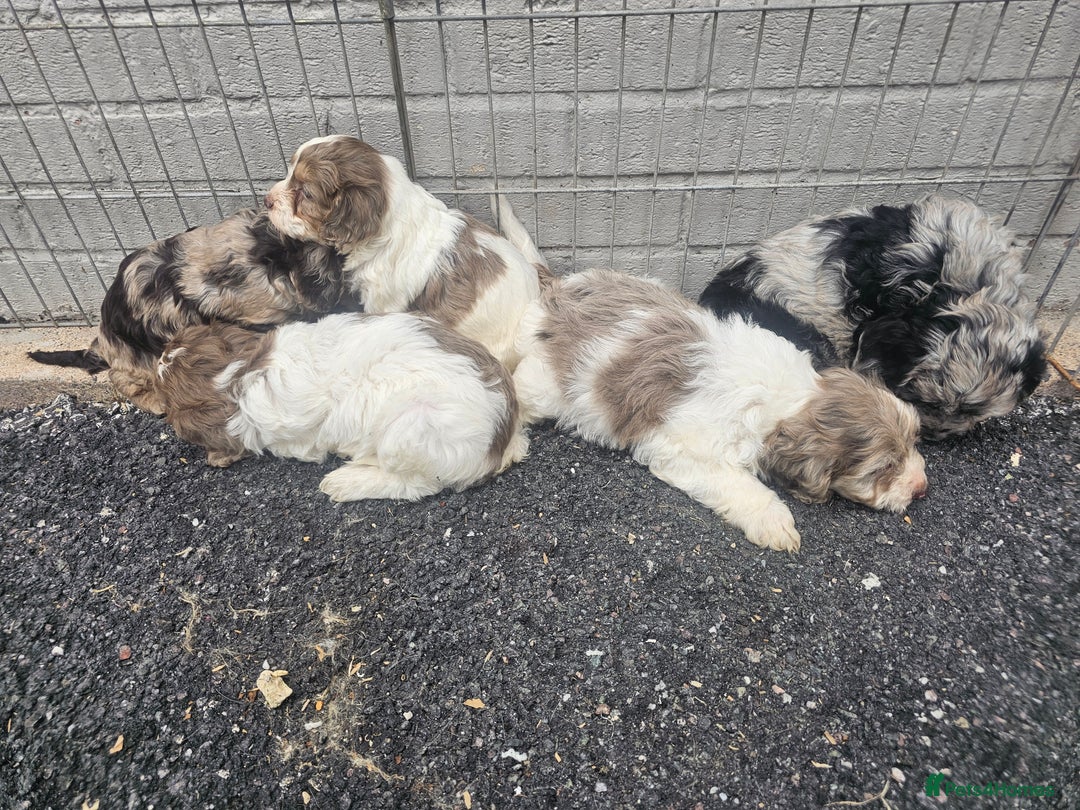 Cockapoo dogs for sale: Cockapoo puppies 🐶  - Image 14