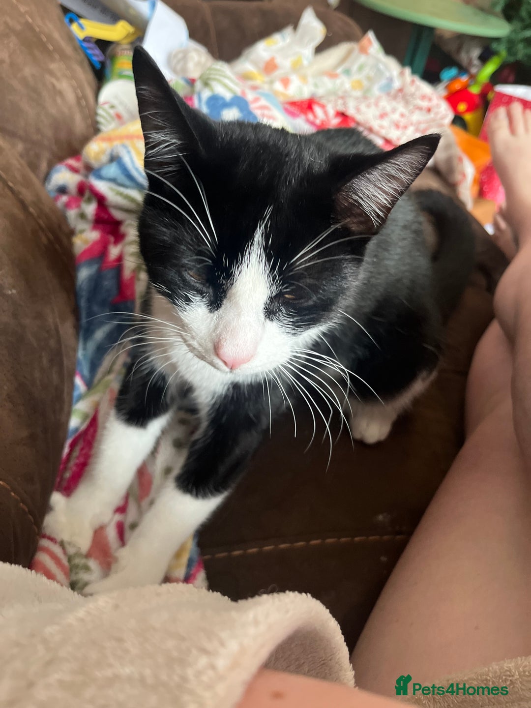 Mixed Breed cats for sale: Loveable boy needs a new family  - Image 2