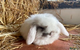 Mini Lop rabbits for sale: Mini lops ready to reserve  - Image 6