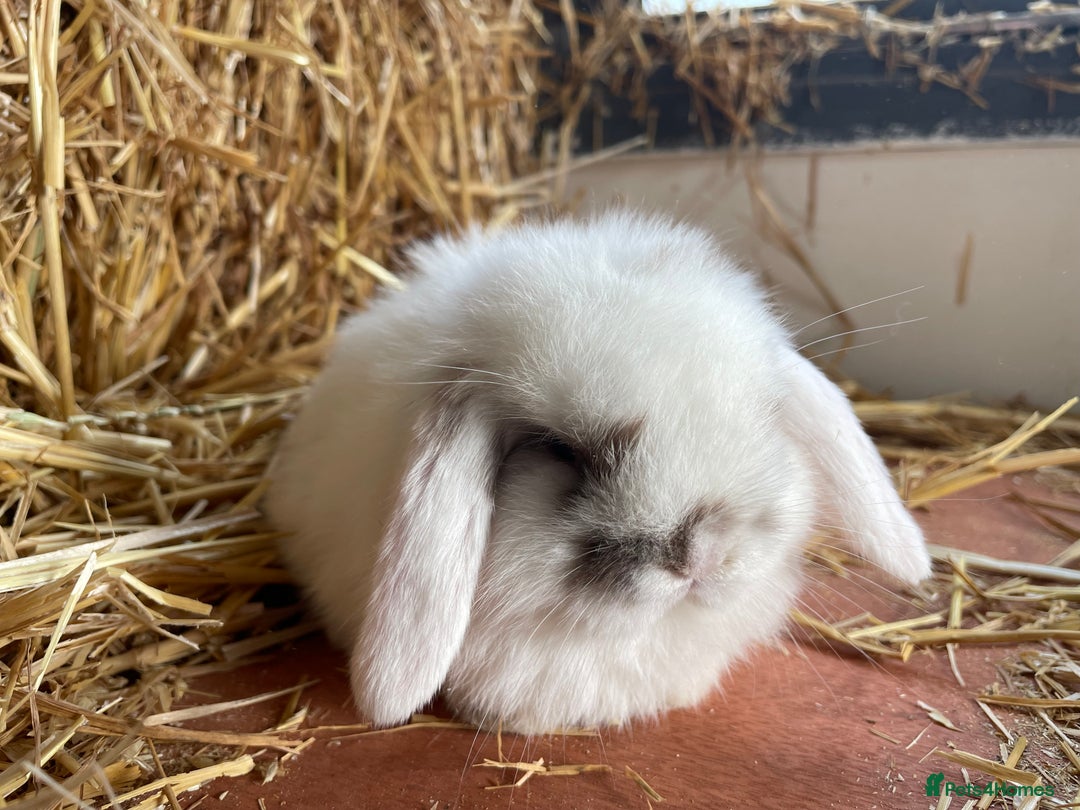 Mini Lop rabbits for sale: Mini lops ready to reserve  - Image 6