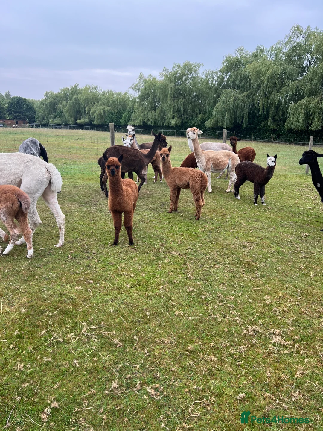 Alpaca livestock for sale: Quality BAS registered Alpaca babiez - Advert 5