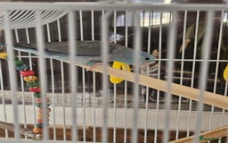 Parrots birds for sale: South Pacific parrolet (blue/puple) - Image 2