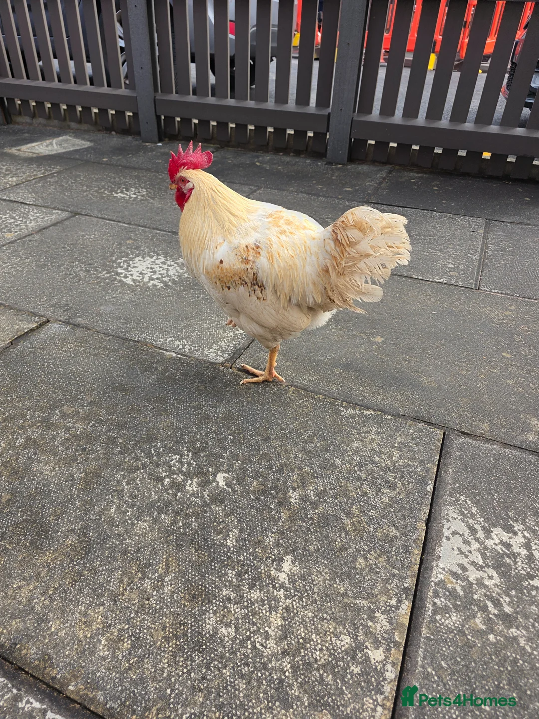 Chickens poultry for sale: Mixed warrens - Advert 3