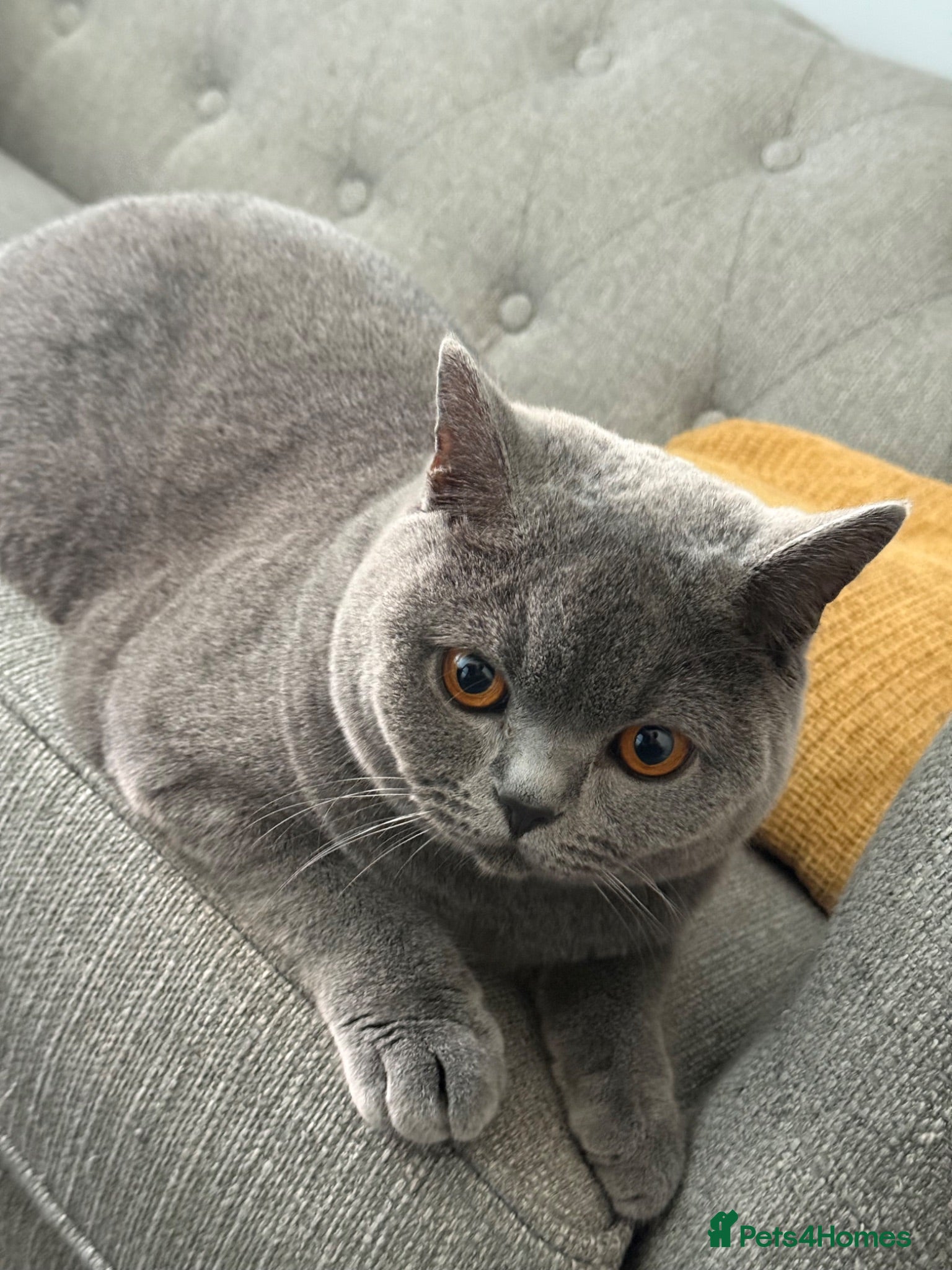 British Shorthair cats Beautiful Friendly Cat Looking for a Loving Home - Advert 1