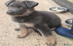 German Shepherd dogs for sale: German shepherd girl BLUE/TAN  in Rugby - Image 1