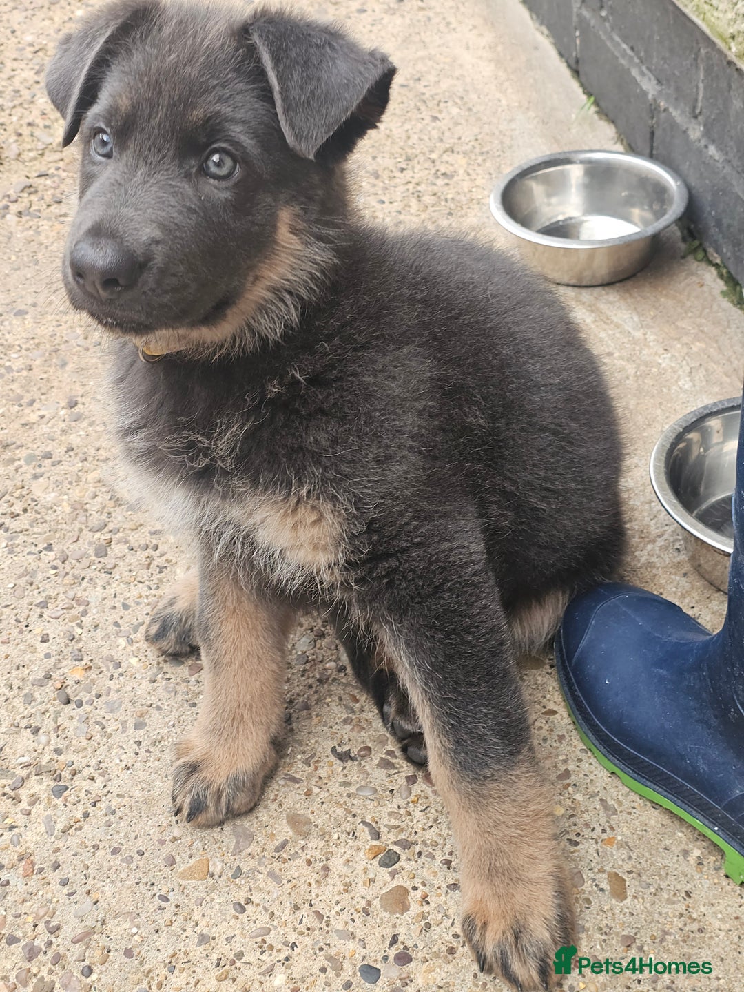 German Shepherd dogs for sale: German shepherd girl BLUE/TAN  in Rugby - Image 1