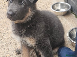 German Shepherd dogs in Rugby - Advert 3