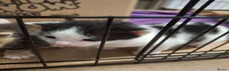 Mixed Breed cats for sale: Kittens  in Bangor - Advert 2