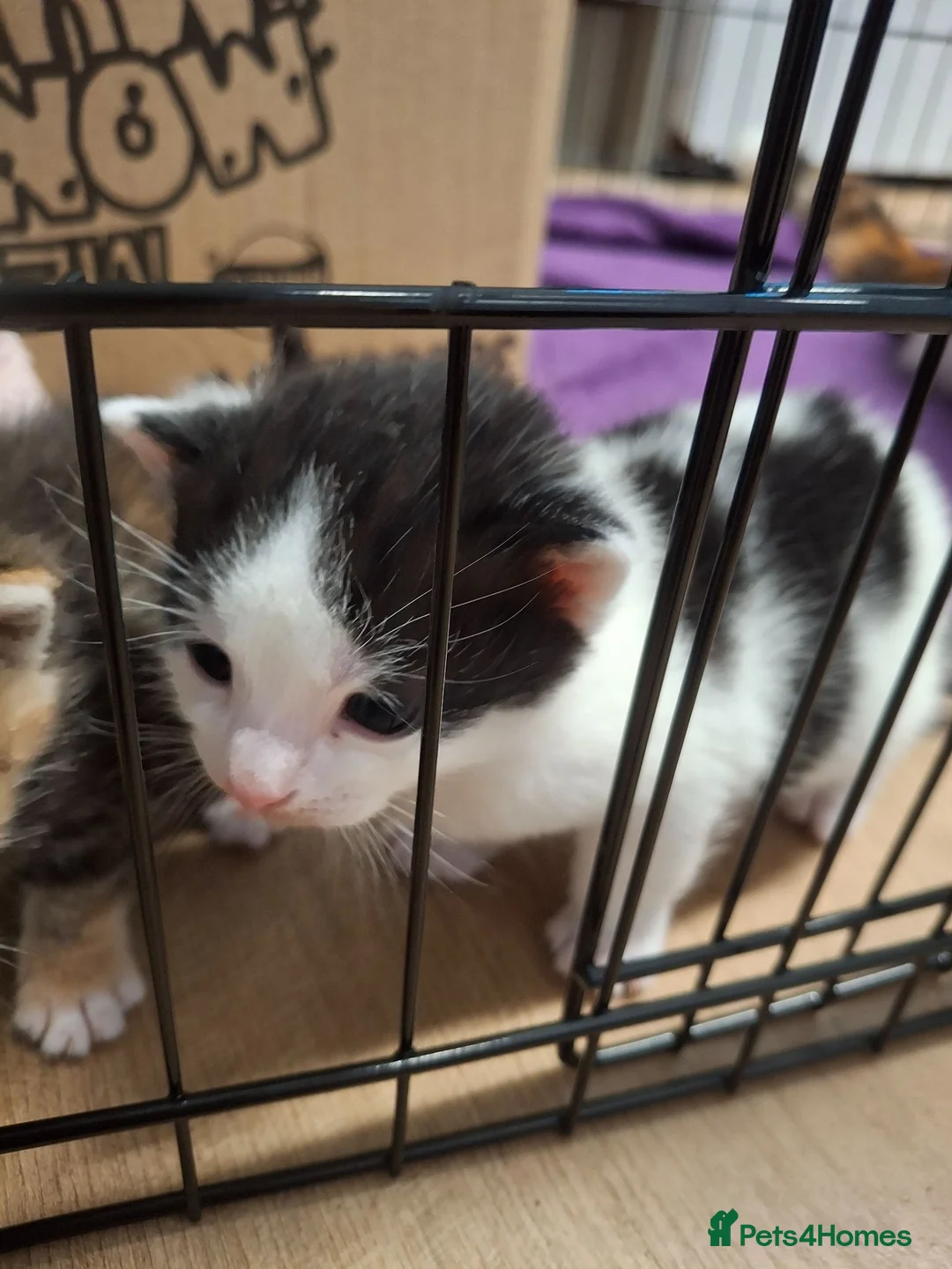 Mixed Breed cats for sale: Kittens  in Bangor - Advert 2
