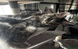 Maine Coon cats for sale: GCCF & TICA Reg Affectionate Maine Coon kittens - Image 12