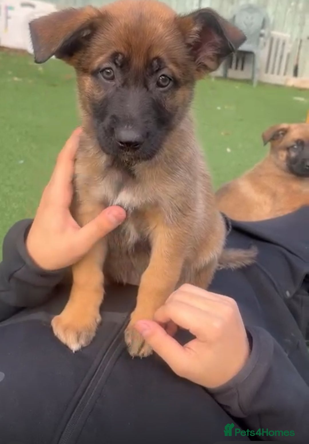 Mixed Breed dogs for sale:  4 Belgian Malinois & German Shepherd Puppies - Advert 6