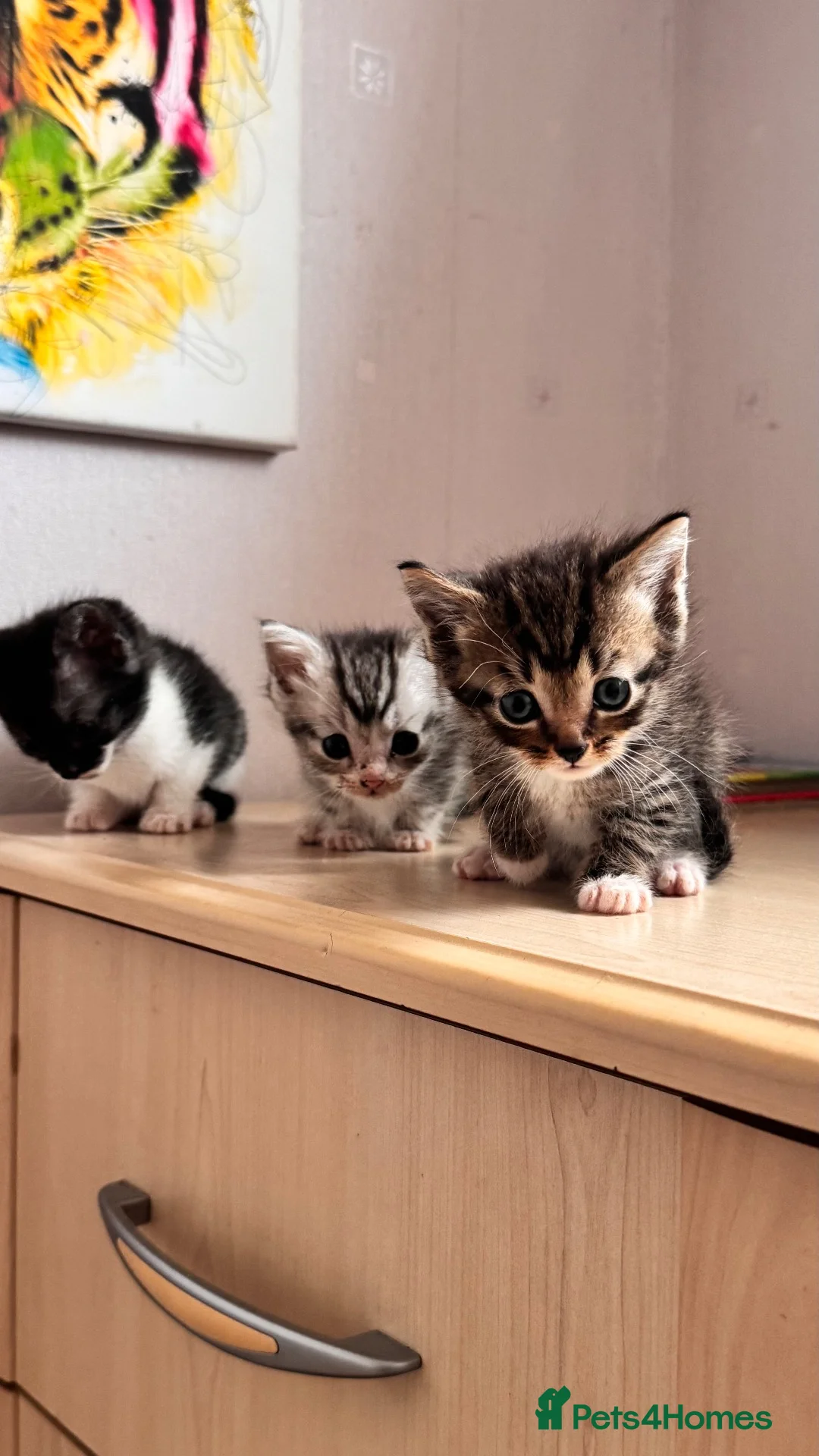 Mixed Breed cats for sale: British shorthair tabby mom - Advert 2