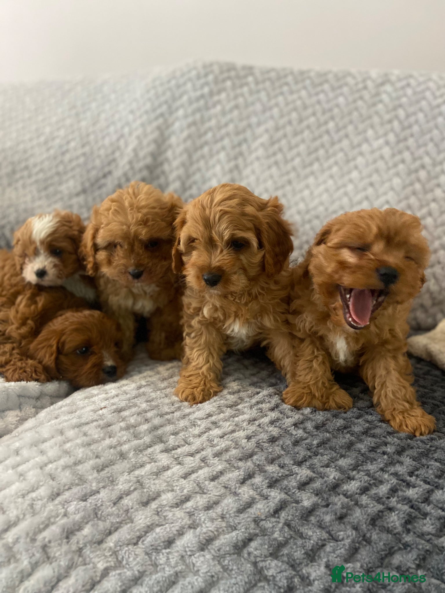 Cavapoo dogs Beautiful five Cavapoos - Advert 1