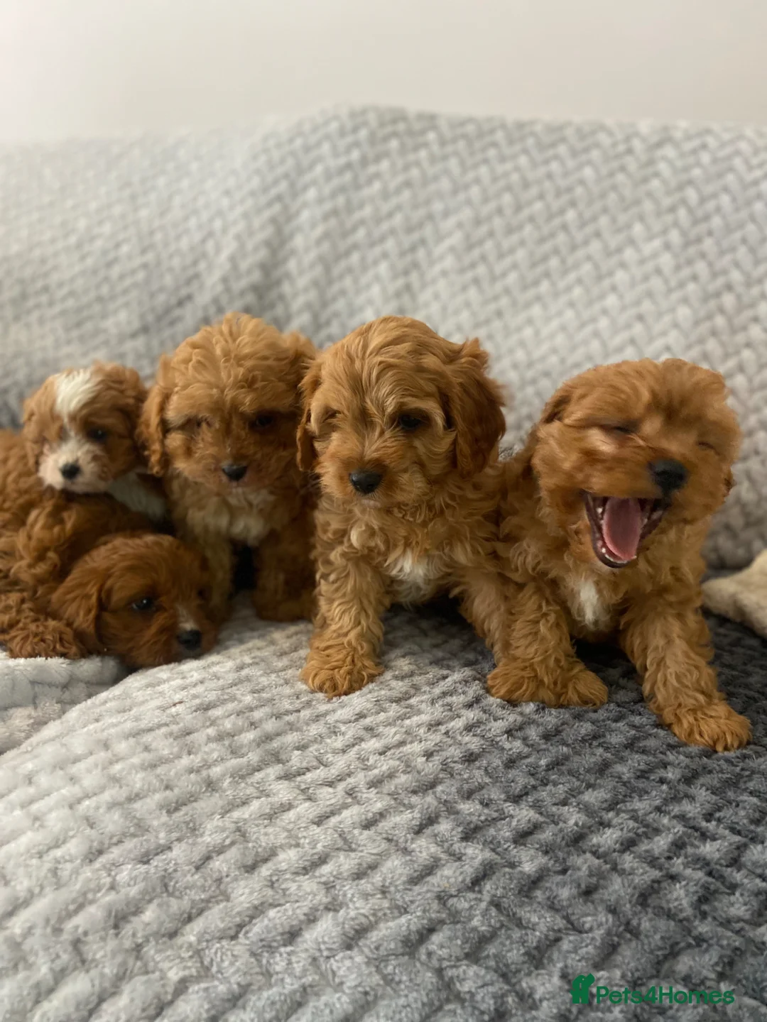 Cavapoo dogs for sale: Beautiful five Cavapoos - Advert 1