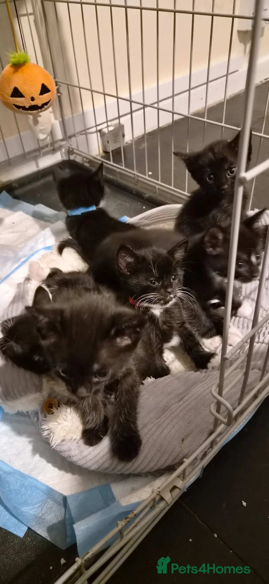 Mixed Breed cats for sale: Kittens looking for forever homes - Advert 2