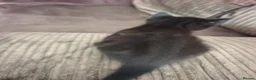 Domestic Shorthair cats for sale: Gorgeous Black Kitten – Friendly & Playful in Manchester - Advert 5
