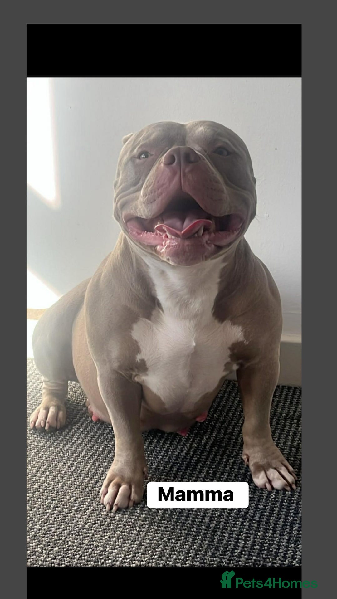 American Bulldog dogs for sale: American bulldog puppy  - Advert 5