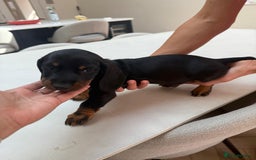 Miniature Dachshund dogs for sale: Last boy ready for new home Mini Dachshund  - Image 30