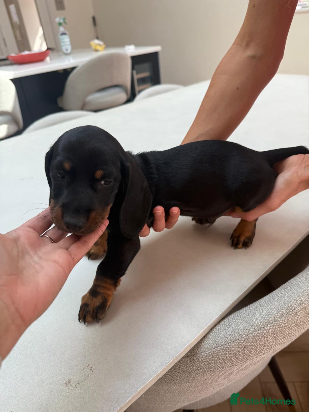 Miniature Dachshund dogs for sale: Last boy ready for new home Mini Dachshund  - Image 30