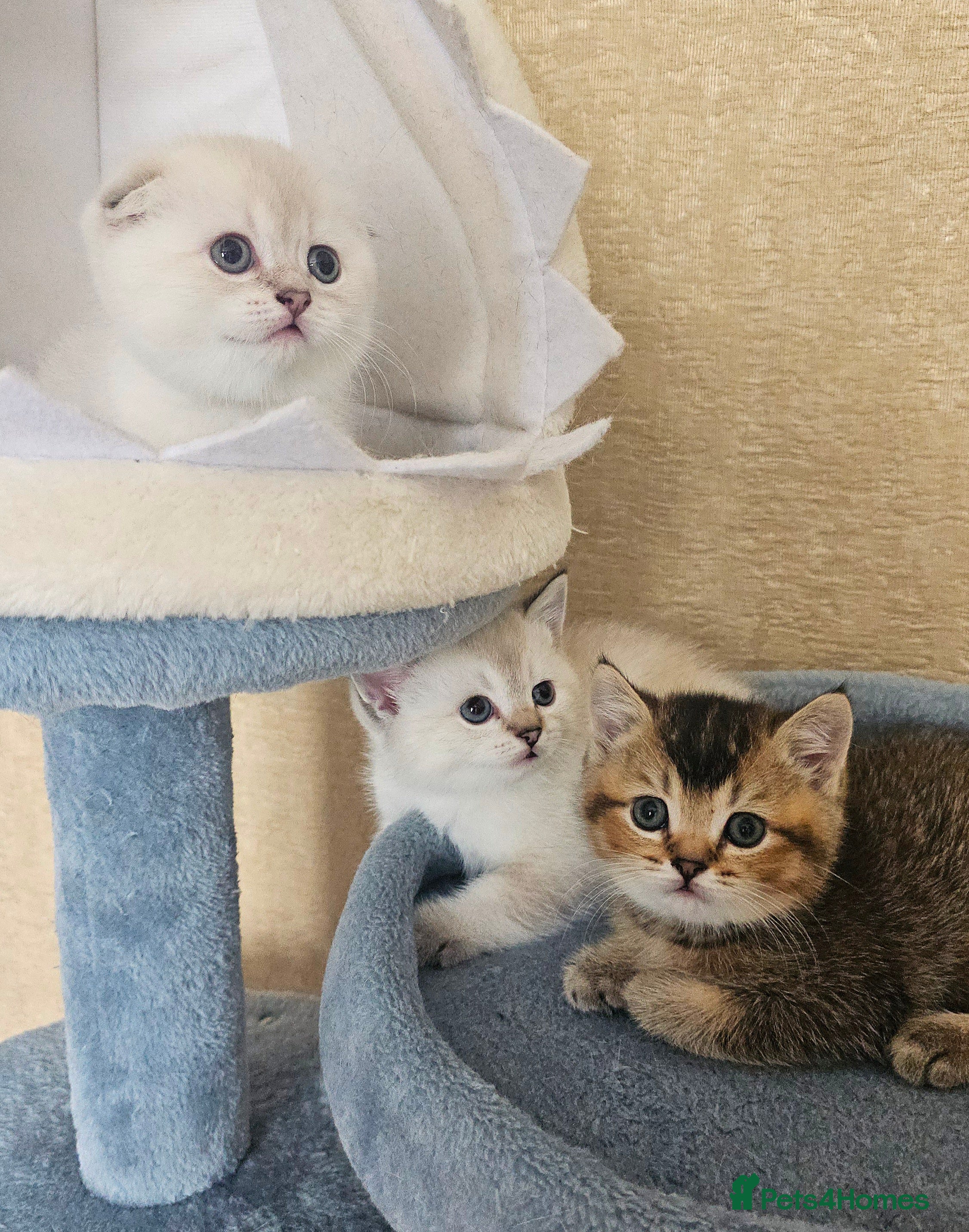 Scottish Fold cats 😸 Scottish Fold pedigree kittens😸 - Advert 6