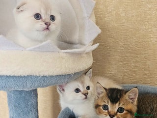 Scottish Fold cats 😸 Scottish Fold pedigree kittens😸 - Advert 5