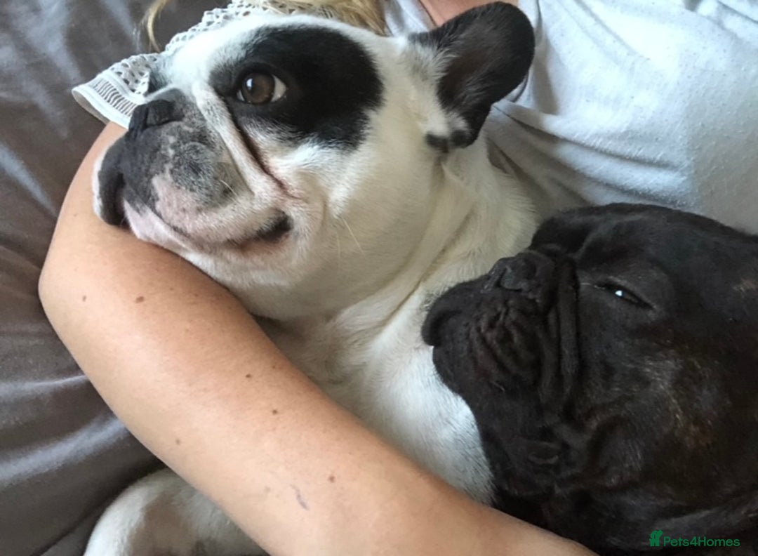French Bulldog dogs for sale: URGENT REHOME - Two French Bulldogs for rehome! - Advert 2