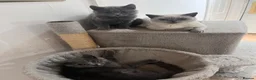 British Shorthair cats for sale: BRITISH SHORT HAIR KITTENS  - Advert 6
