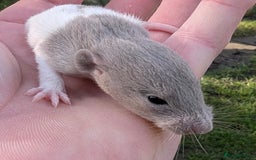 Rat rodents for sale: Fancy,Dumbo,Siamese & Rex ( NEW LITTERS AVAILABLE) - Image 13