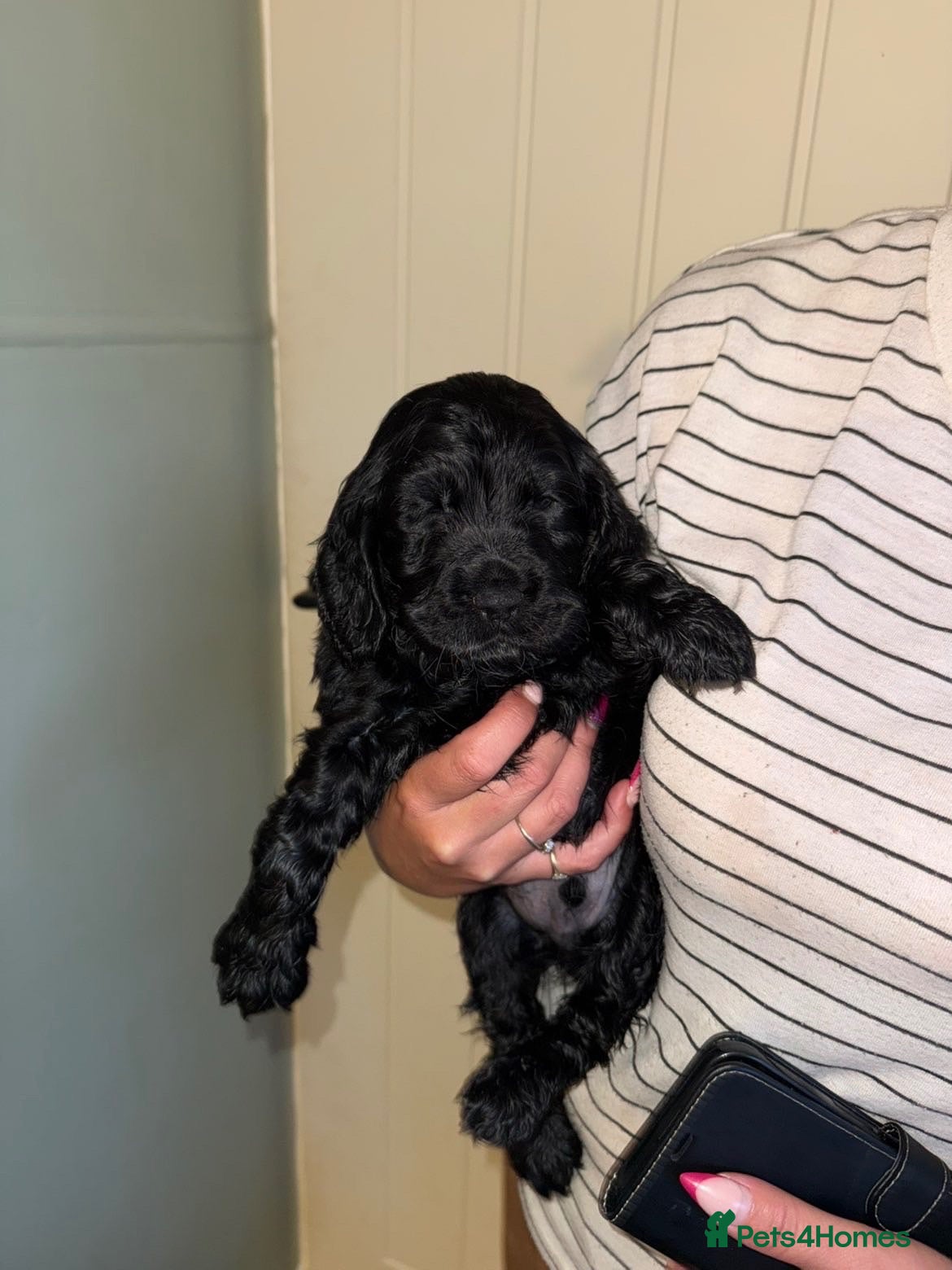 Cocker Spaniel dogs Litter of 5 - Advert 7
