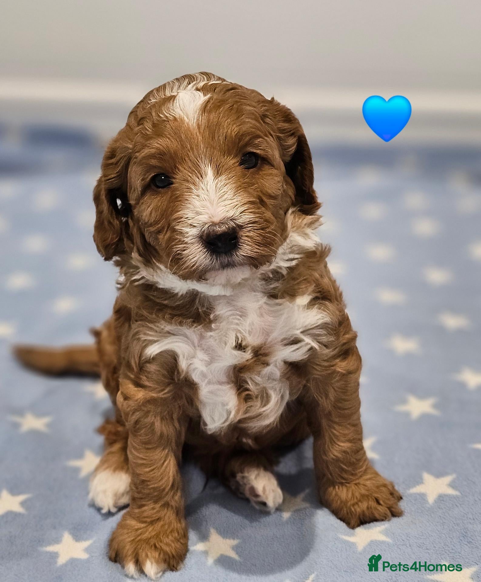 Australian Labradoodle dogs Stunning full Australian labradoodle puppies 🐶  - Advert 2
